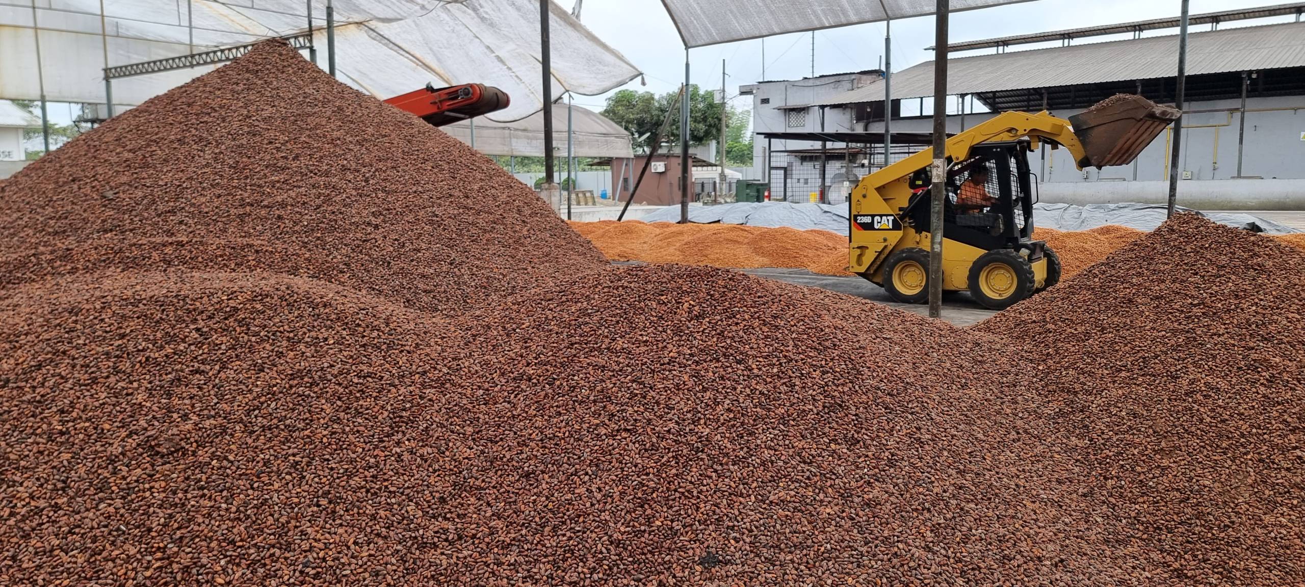 cocoa-bean-scaled